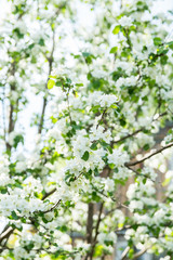 Blooming apple tree in the garden. Selective focus.