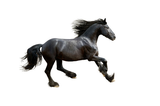 black friesian horse gallop isolated on white