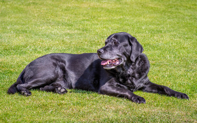 Old Black Labrador