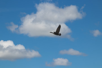 Fototapeta na wymiar Canadian Goose flying