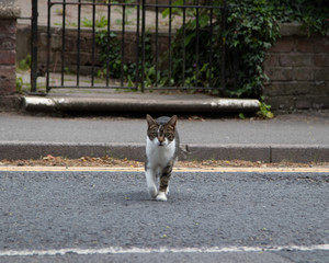 Cat walking across a road