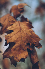 Autumn leaves found in the park during a walk
