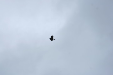 birds in flight