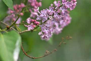 lilac branch with buds
