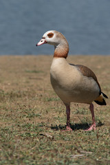 Egyptian goose on the bank of a lake on a spring day.