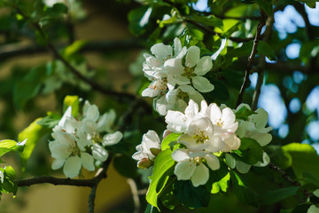 White flowers of apple tree on a branch in the garden.