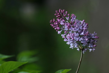 bee on lavender