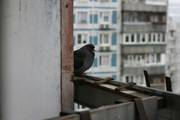 pigeon on a fence
