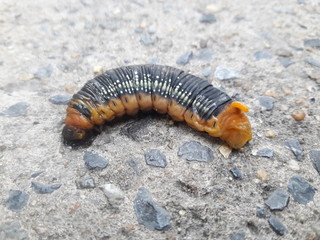 The little animals fighting in the city. The caterpillar on the concrete floor. The end of the journey of the caterpillar.
