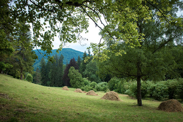 Green trees in the park. Beautiful summer landscape