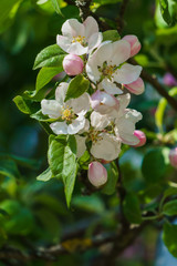 Tender pink flowers of an apple tree on a branch in the garden against a blue sky.