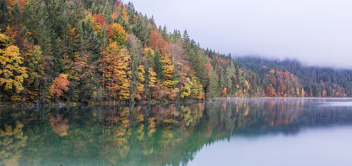 Reflections of trees