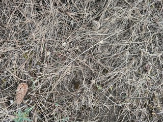 Dry brown earth, grass, spruce needles and cones