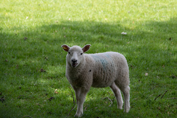 Naklejka na ściany i meble lambs in a meadow