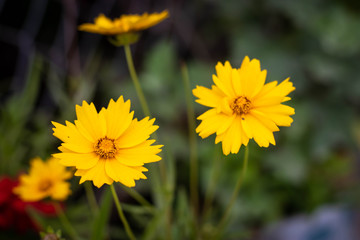 yellow flowers in the garden