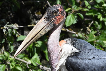 Marabu mit Wassertropfen am Schnabelende
