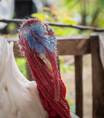 portrait of a white turkey.