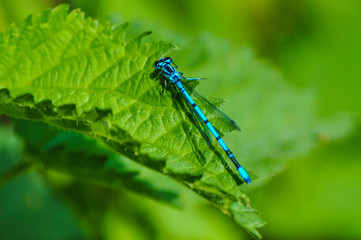 Dragonfly is sitting on the leaf 
