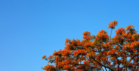 Orange Royal Poinciana in blue sky background