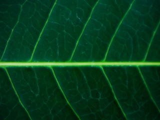 Macro leaf.Green leaves background. Leaf texture.