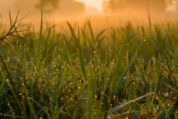morning sun at the meadow is covered with fog. The atmosphere that looks warm in the perfect nature.
