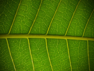 Green leaves background. Leaf texture.