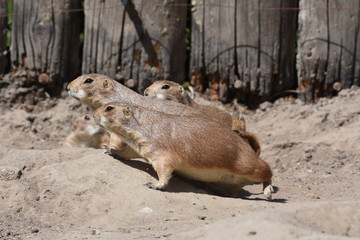 Naklejka premium Erdmännchen schauen interessiert