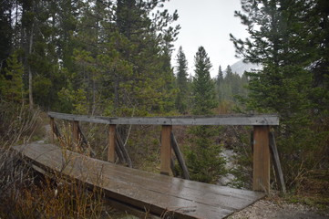 wooden bridge in the forest