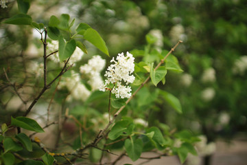 A bunch of white lilacs