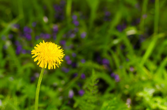 A single yellow flower on a green lawn.