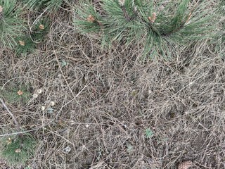Dry brown earth, grass, green spruce needles and fir cones.