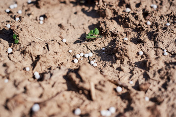 Artificial nitrogen fertilizer on brown soil. White mineral fertilizer balls -  urea (carbamide) with little non-biological baby plants and sprouts. Close-up photo for background.