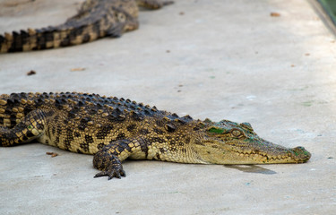 Fototapeta premium small crocodile lying on the cement ground