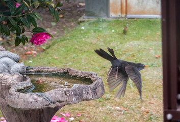 Male blackbird (Turdus merula) taking to flight from an ornate birdbath in an English country garden captured from behind the glass of a greenhouse
