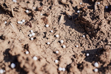 Artificial nitrogen fertilizer on brown soil in afternoon sunshine. White mineral fertilizer balls -  urea (carbamide). Close-up photo for wallpaper or background. Shallow depth of field.