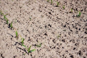 Artificial nitrogen fertilizer on brown soil. Large field with white mineral fertilizer balls -...