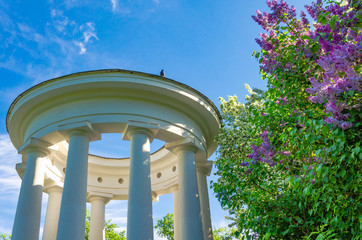 Fototapeta premium White stone gazebo in summer next to a blooming Apple tree and lilac.
