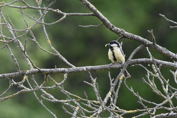 Kohlmeise mit Raupe als Jagdbeute