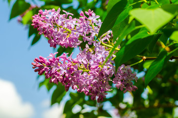 Blooming lilac bushes on a Sunny day.