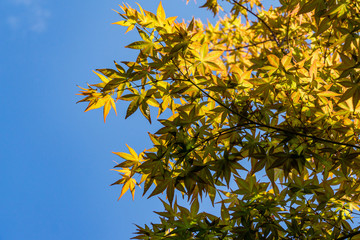 Maple Acer Palmatum with bright orange and green leaves against blue sky. Selective focus. Sunny spring day. Place for your text