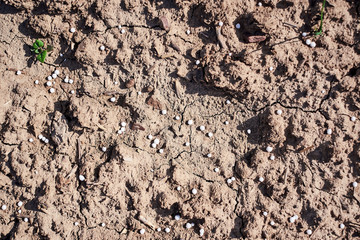 Artificial nitrogen fertilizer on brown soil. White mineral fertilizer balls - urea (carbamide) with little non-biological baby plants and sprouts.