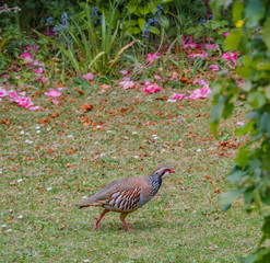 Partridge (Phasianidae) running for the cover of a green bush in an English country garden