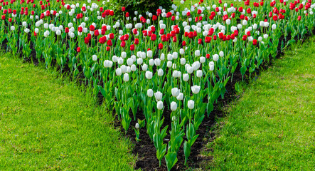 Tulips of different colors in spring on the lawn