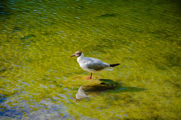 Seagull on a rock in the lake near the shore.