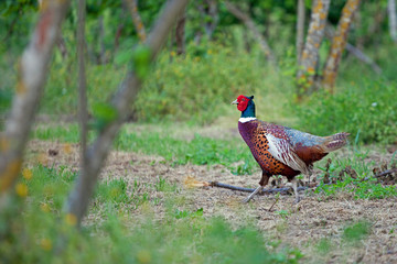 Fototapeta premium farm, rooster, fauna, phasianus, hen, common, chicken, cock, beak, poultry, white, red, green, grass, background, beautiful, feather, colorful, pheasant, male, wild, wildlife, animal, nature, bird
