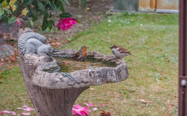 Robin (Erithacus rubecula) taking a bath in a stone bird bath in an English country garden whilst a male sparrow (Passer domesticus) looks on, captured from behind the glass of a greenhouse