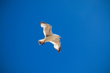 Seagull flying in the blue sky
