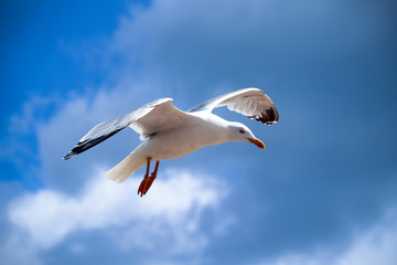 Seagull flying in the blue sky