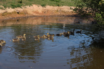 Canadian goose and fluffy cute baby goslings