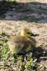 Canadian goose and fluffy cute baby goslings
